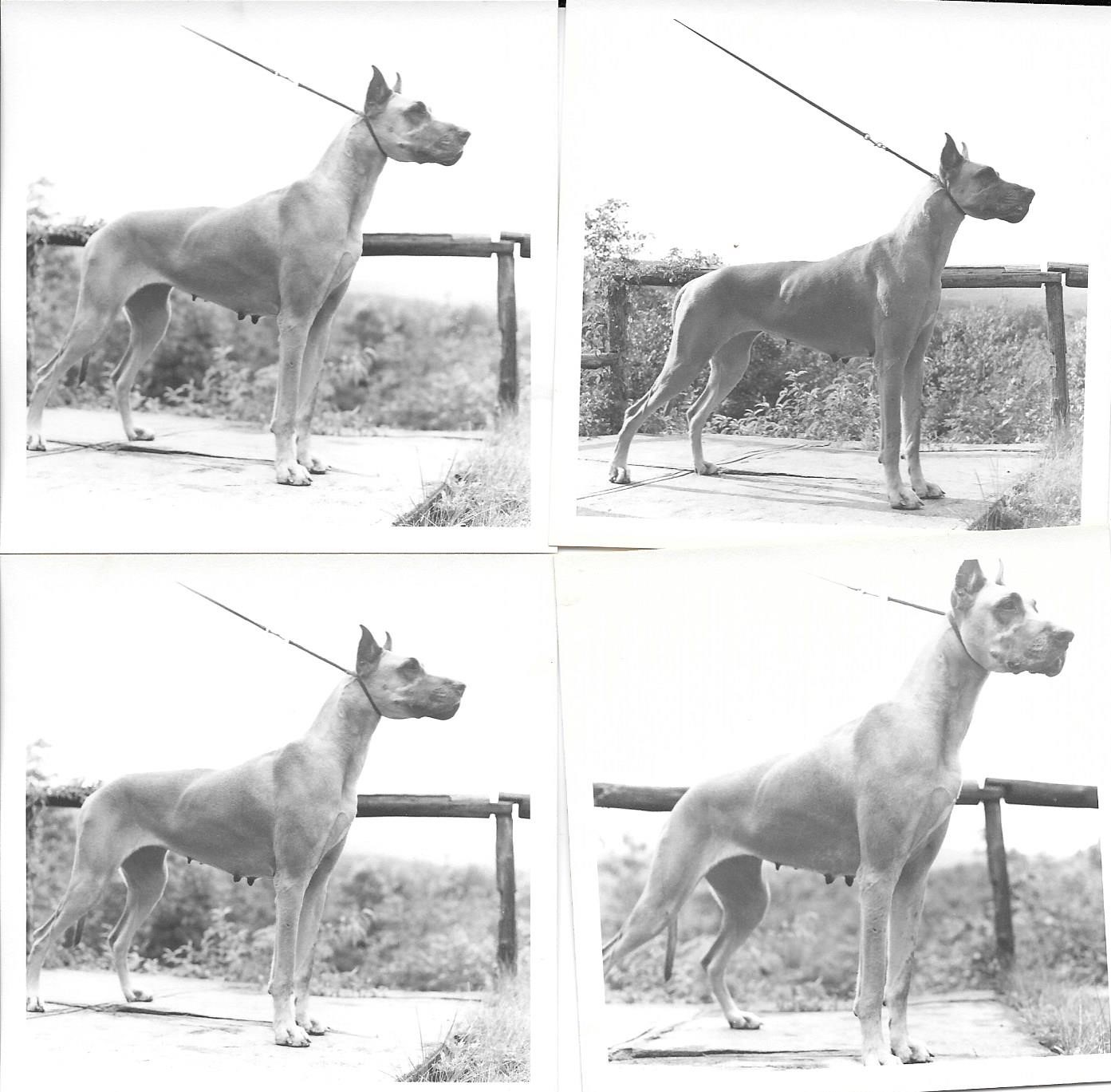 Tart at Dinro July 1973